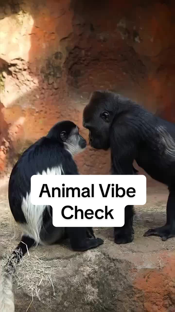 @Whatsmyvibe
