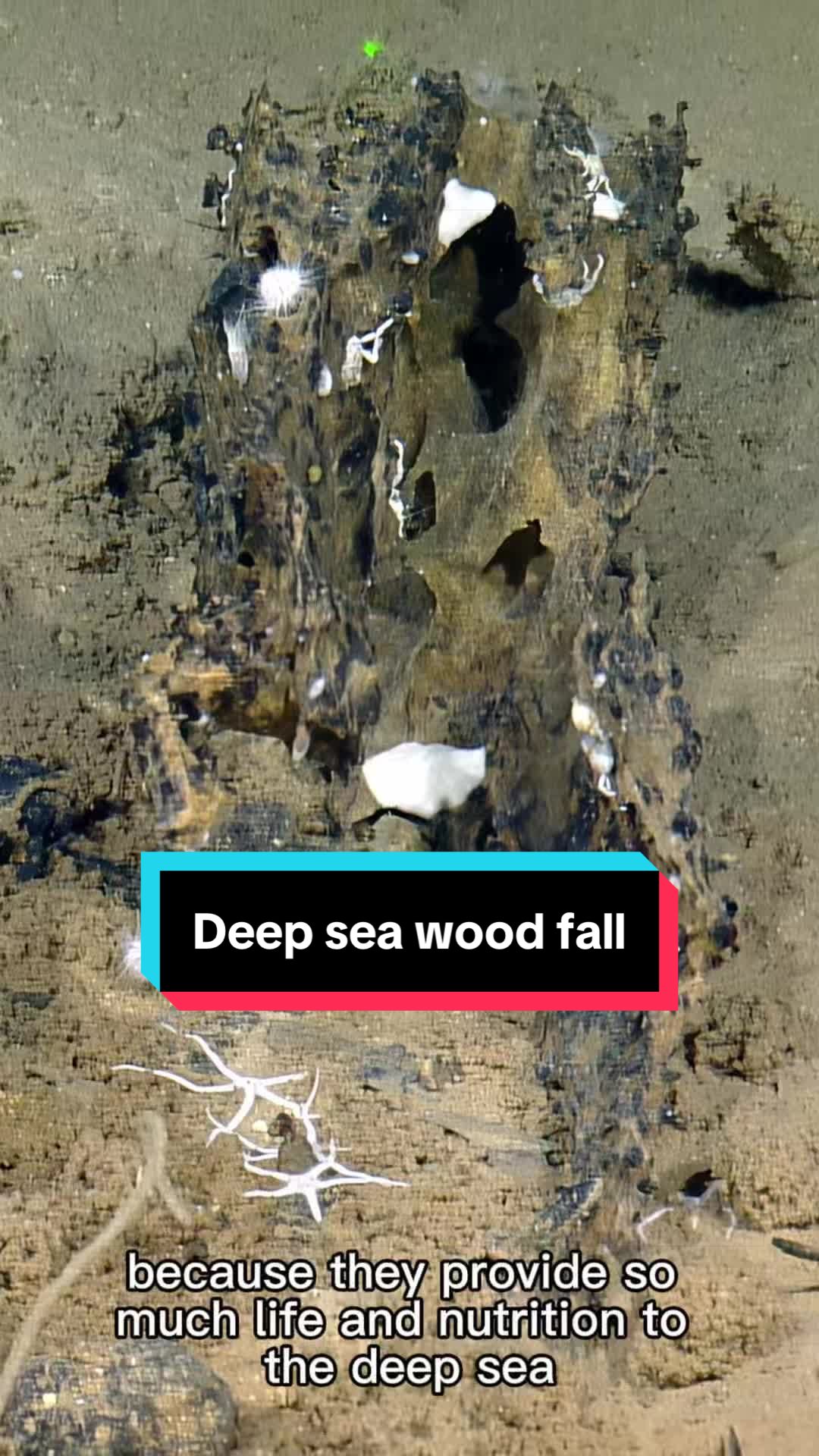 @Ocean Exploration Trust