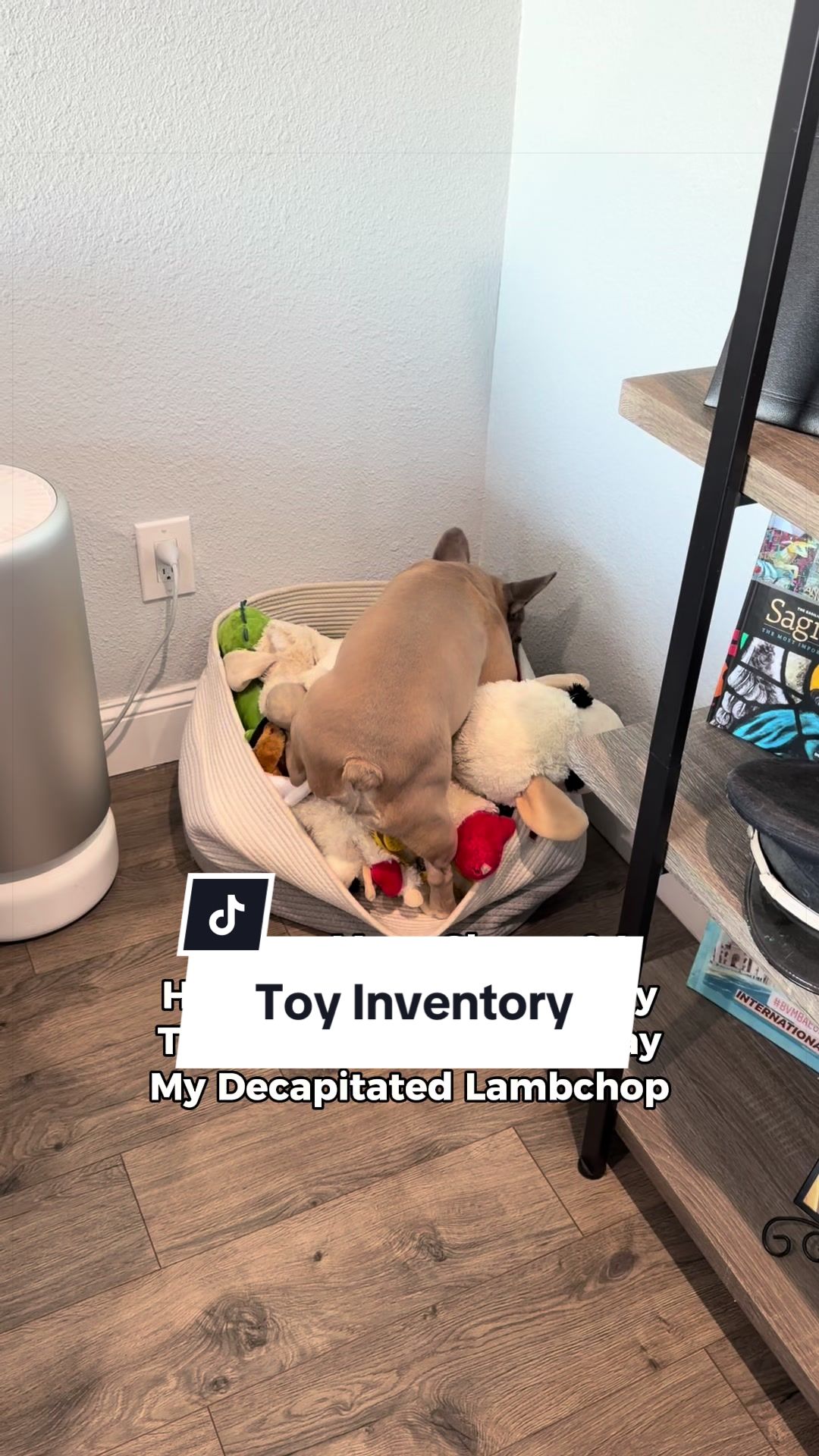 @Somefrenchienamedapollo