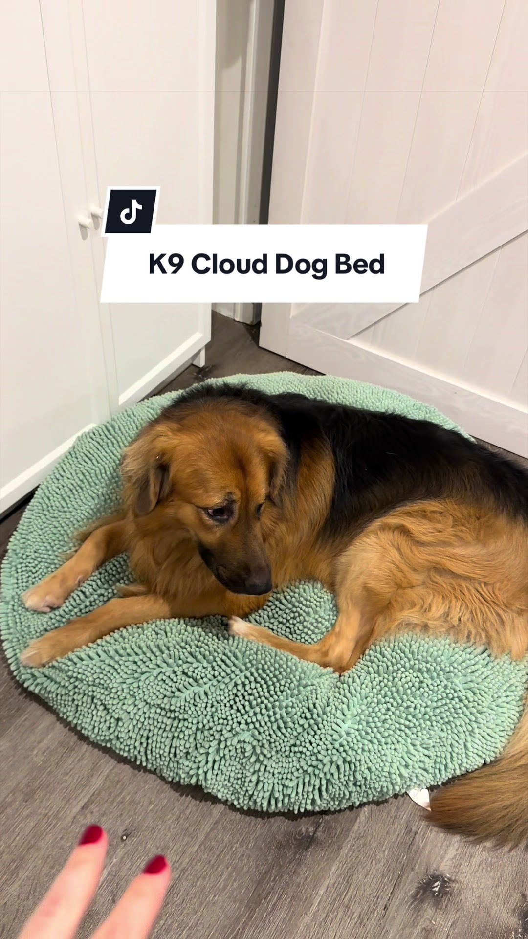 @lifewithgoldenshepherds