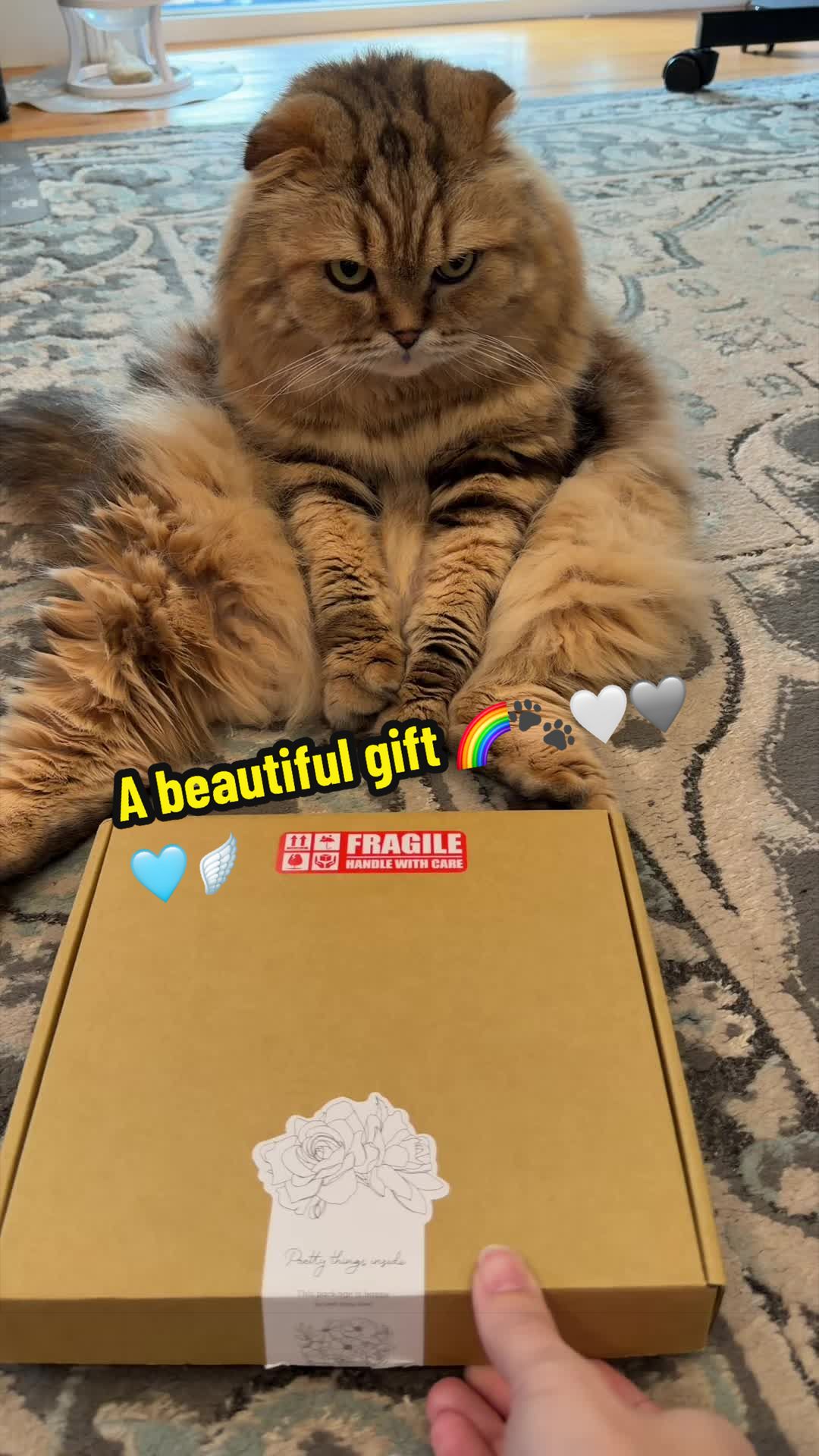 @Ambrosepets
