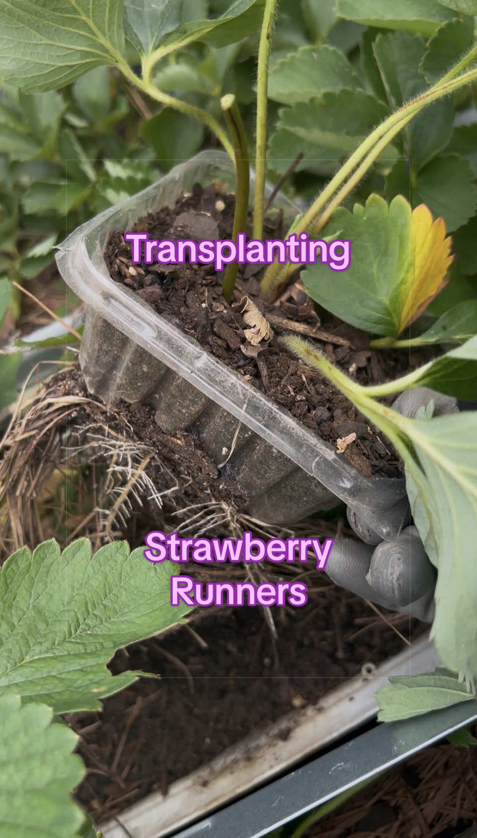 @Gardening4ME
