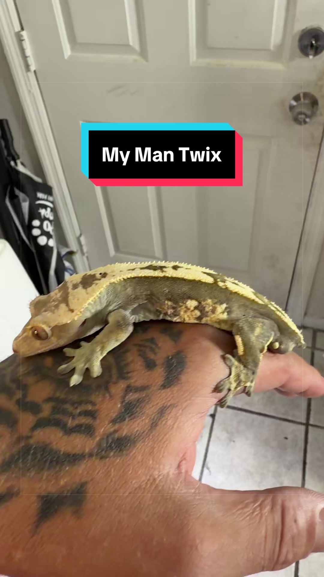 @HTL Exotics