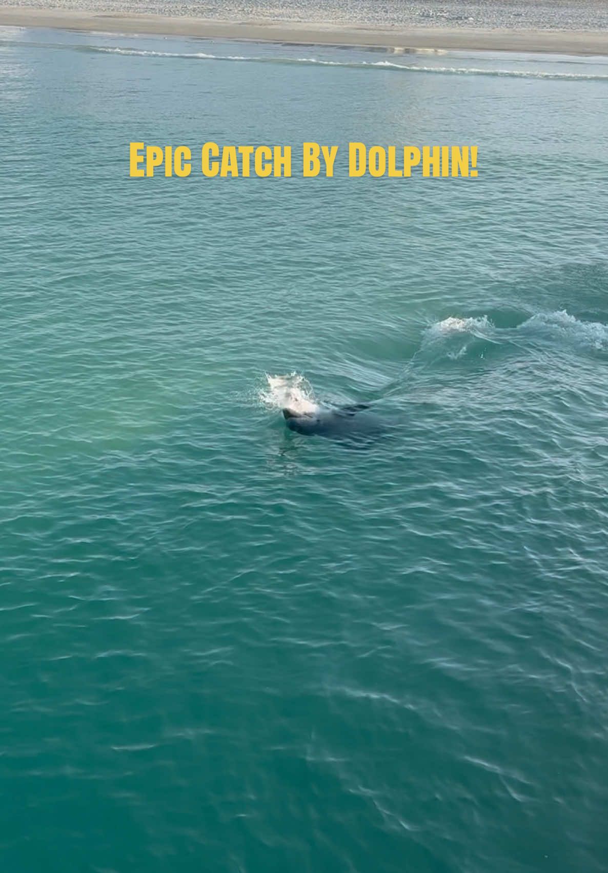 @HookedOnSharksLLC