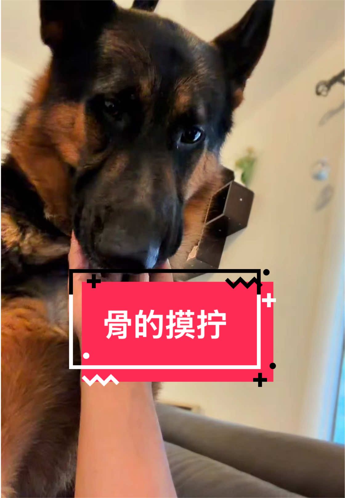 @Ginger-金橘德牧