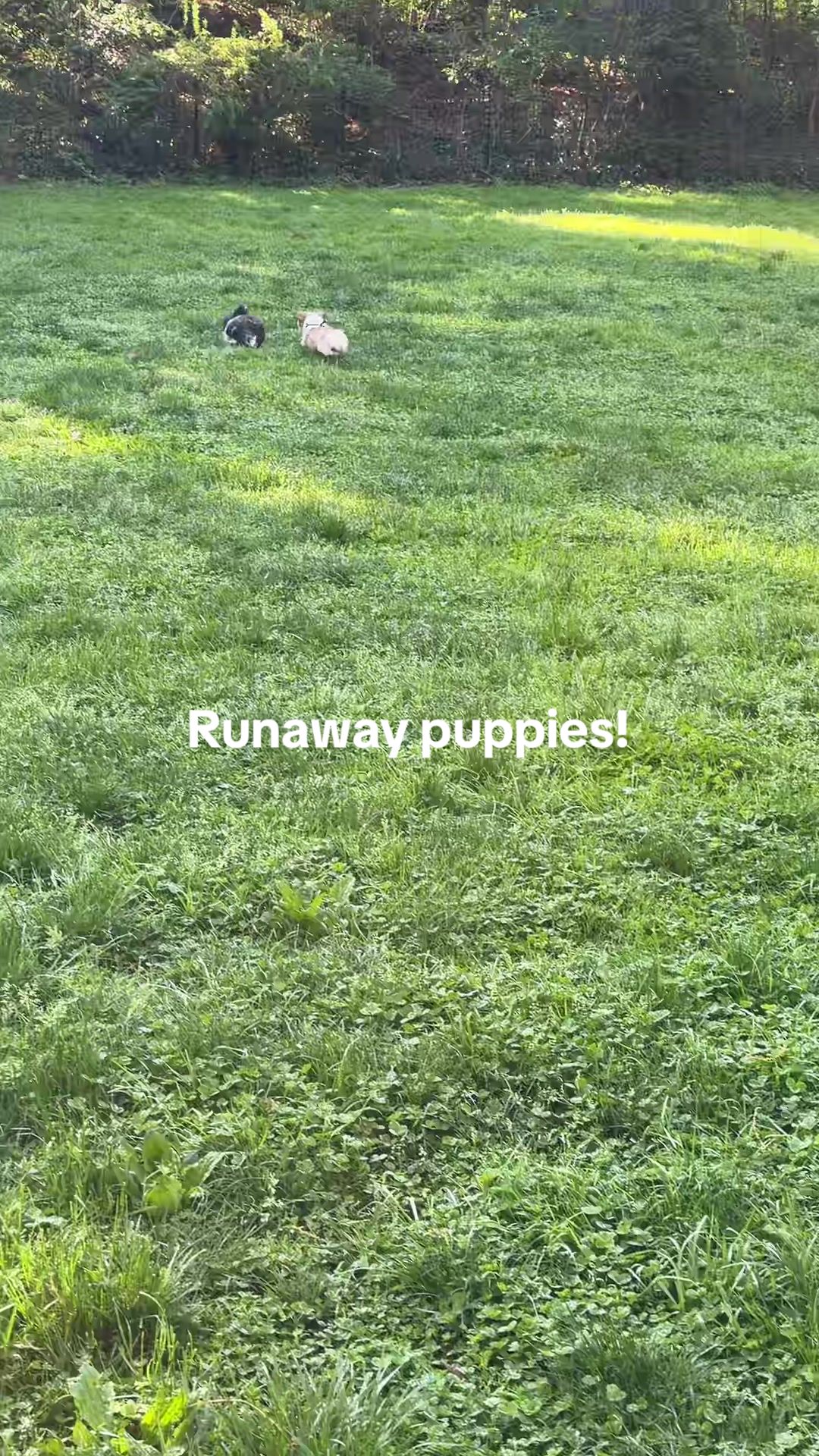 @luluandlola