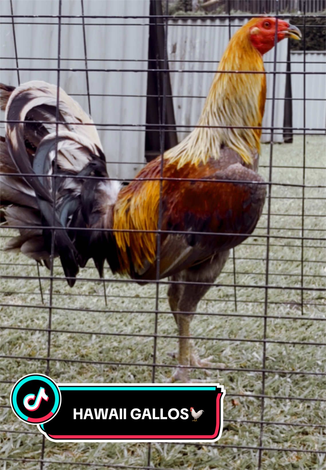 @Birds of Paradise Gamefarm