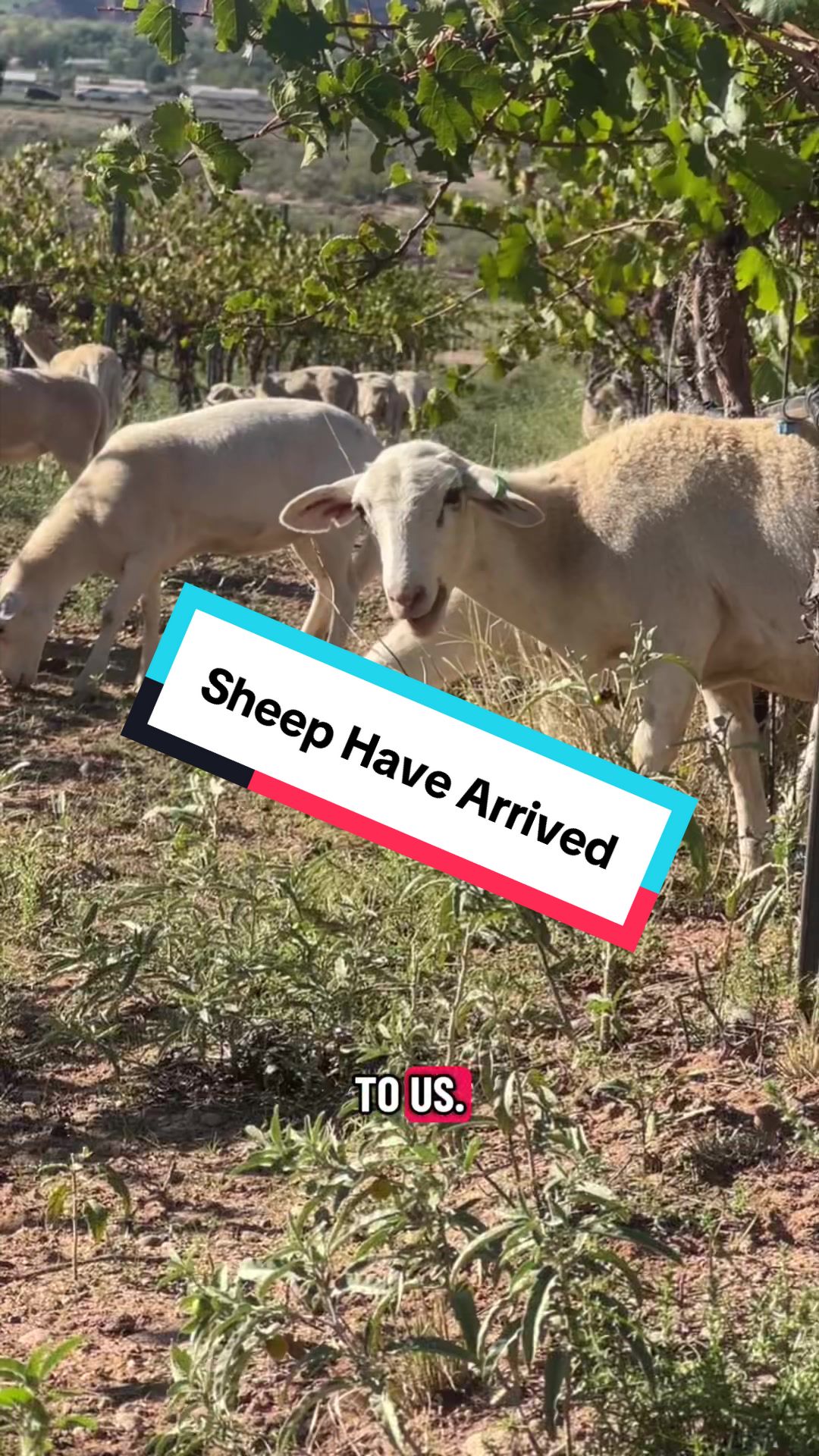 @cowboymax