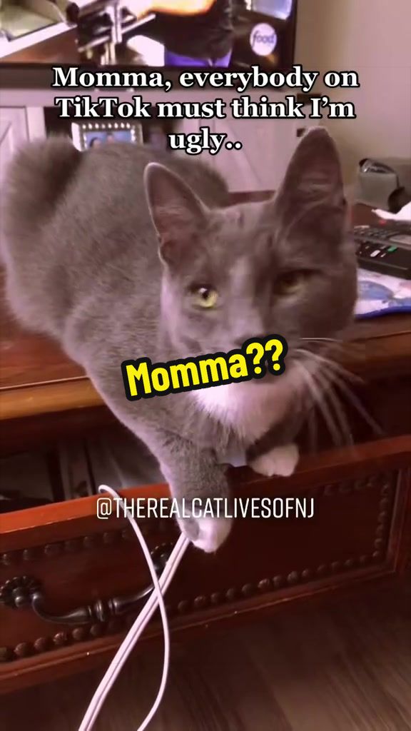 @🐾Therealcatlivesofnj 🐾