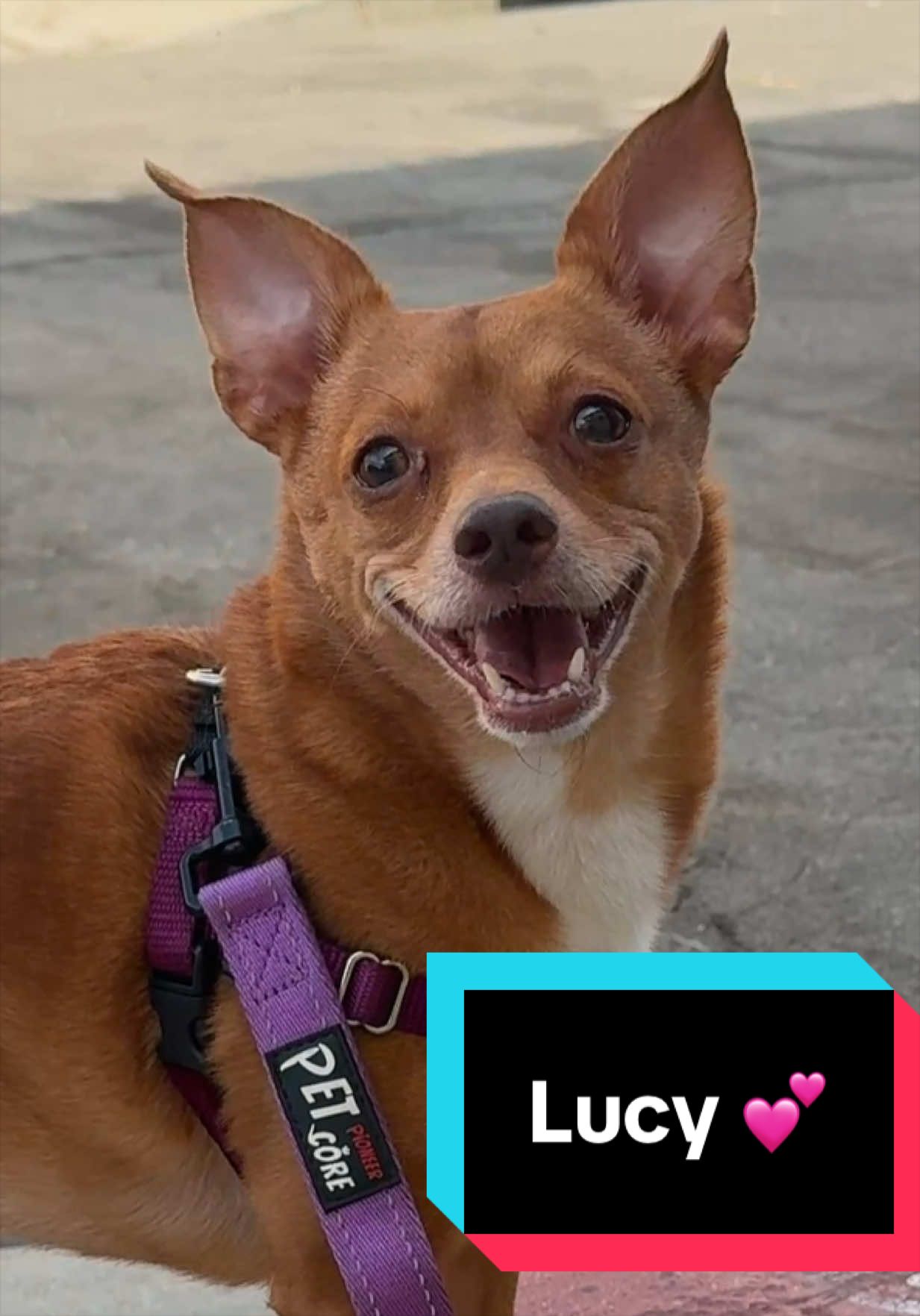 @Joyful Pets