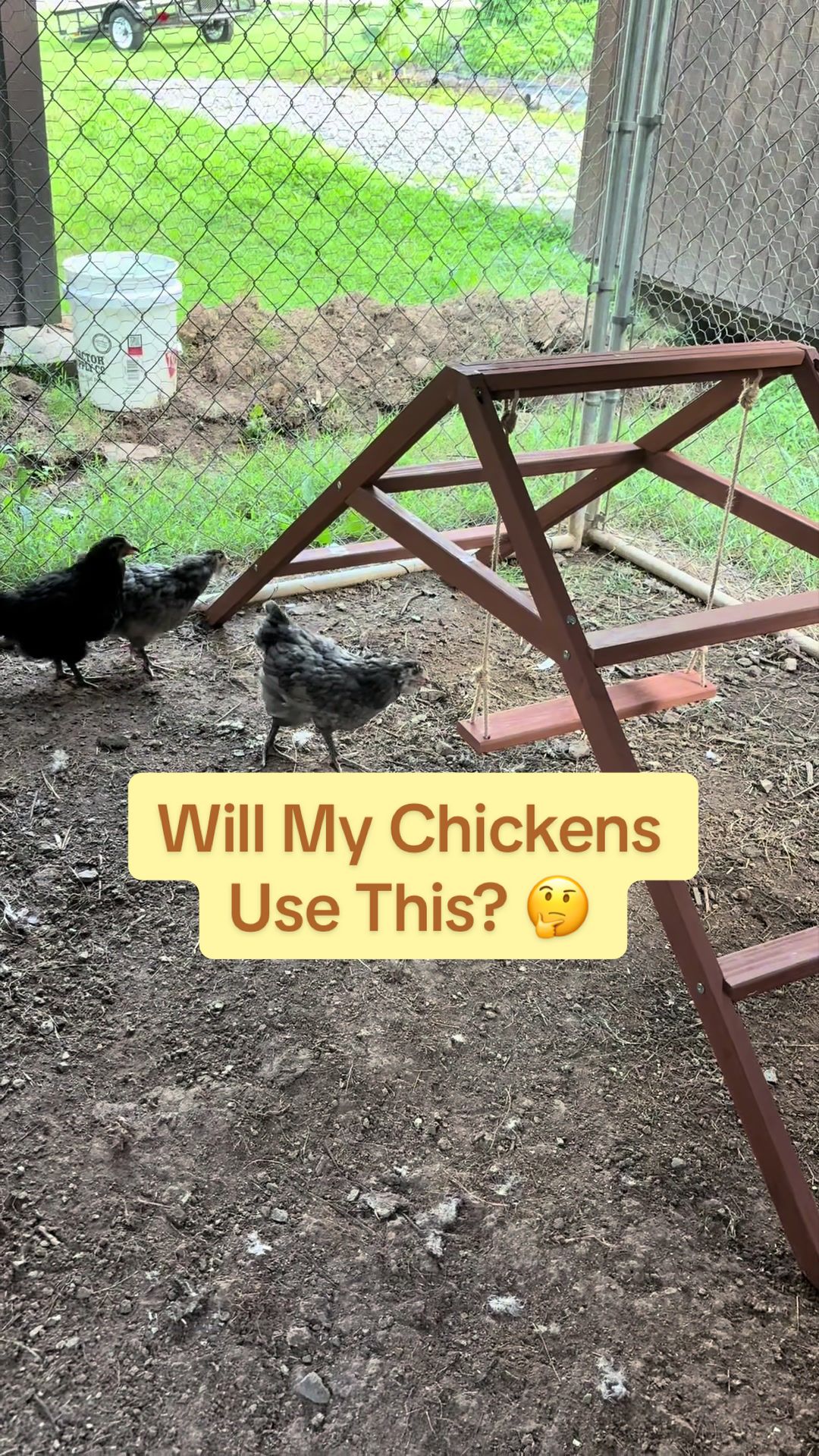 @Amy Jo | Eggnigma Holler 🐔