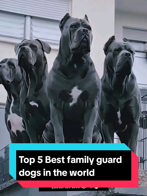 @The pet post