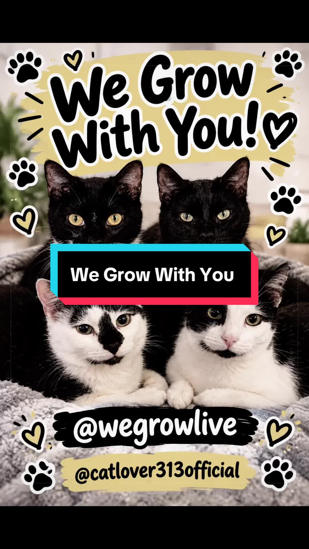 @catlover313official