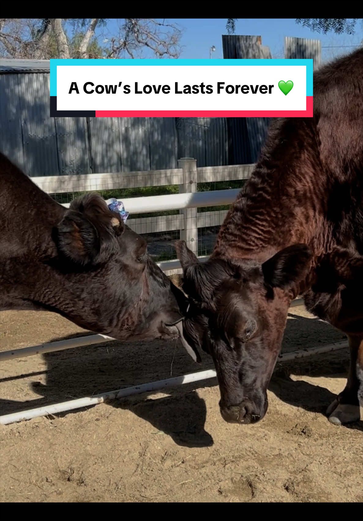@The Gentle Barn | Sanctuary