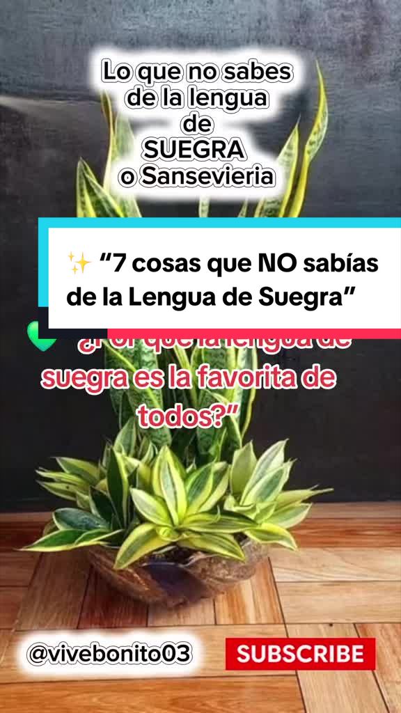 @Vivebonito