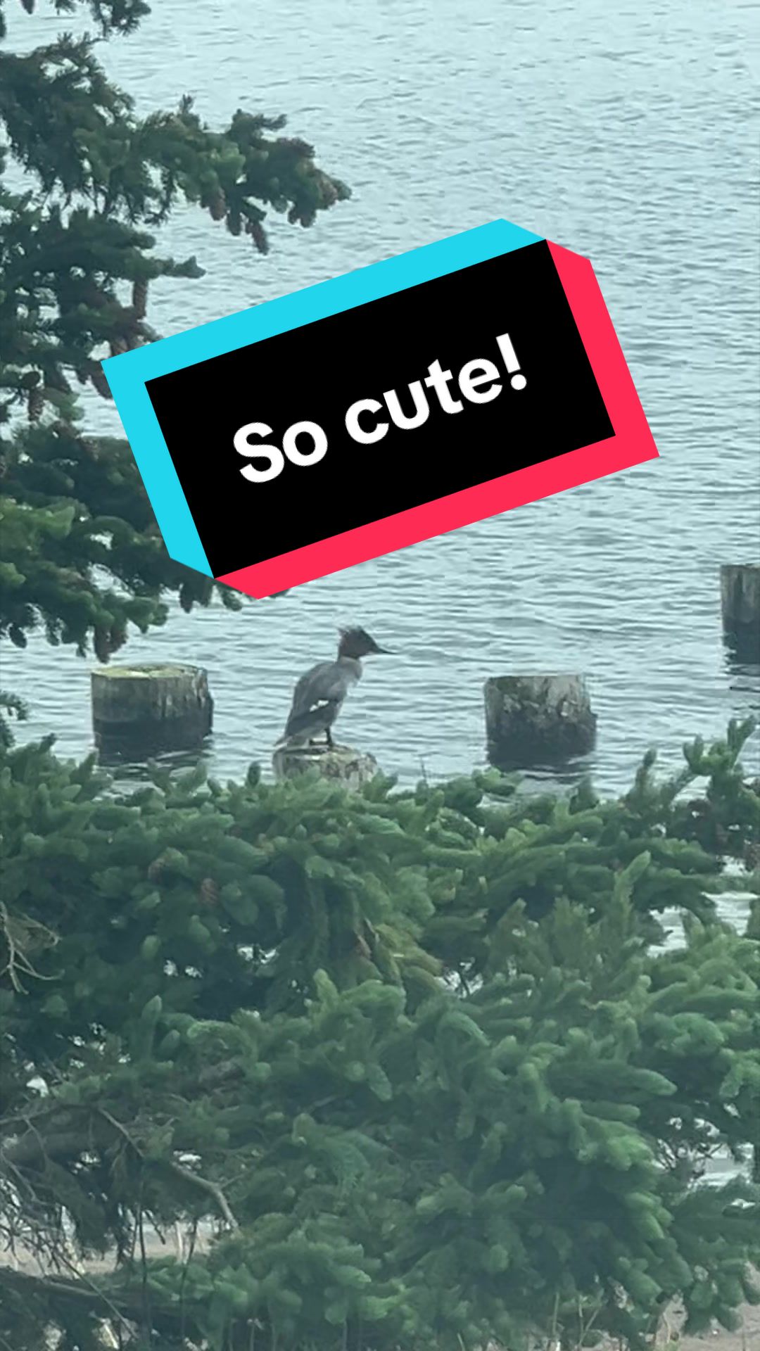 @SillyBlueSnow