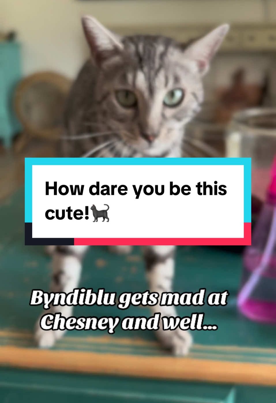 @wonderspotsbengals