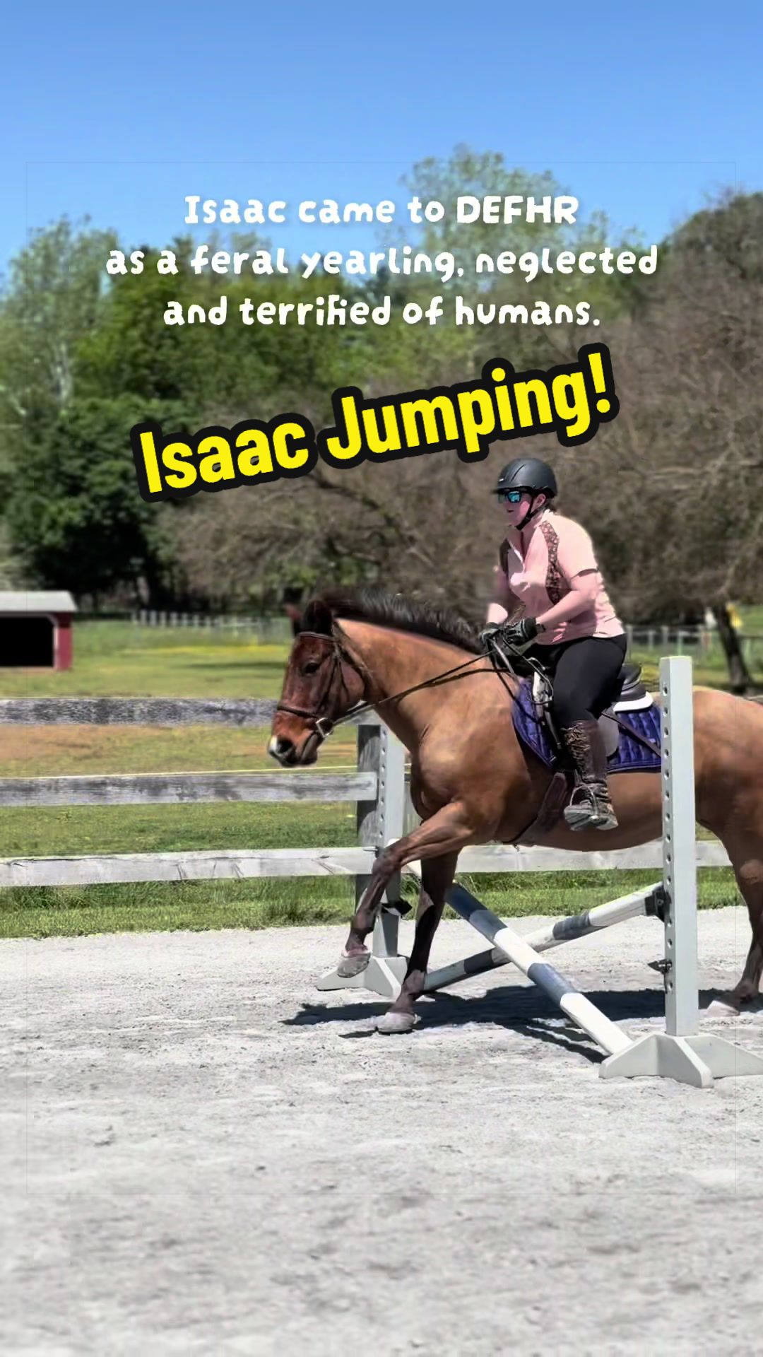 @Days End Farm Horse Rescue