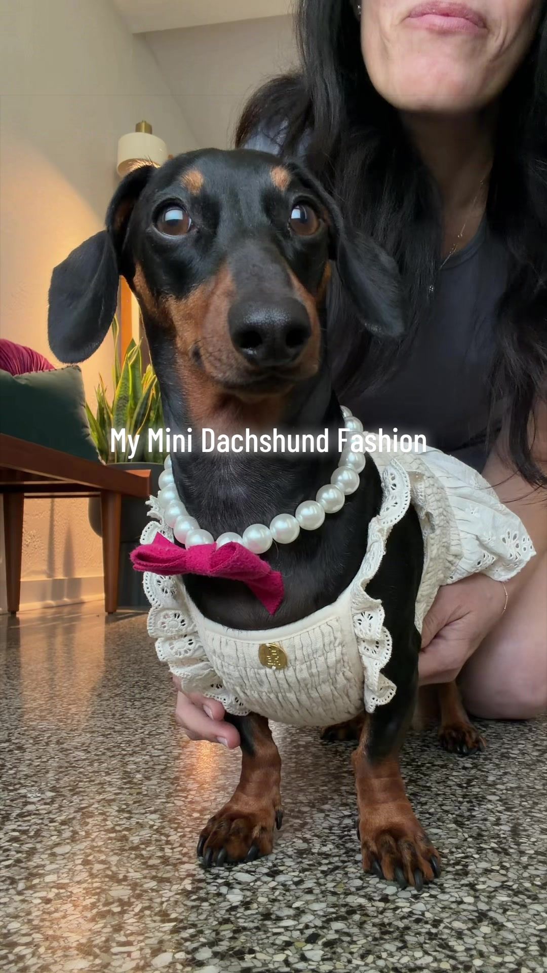@Penny the Dachshund