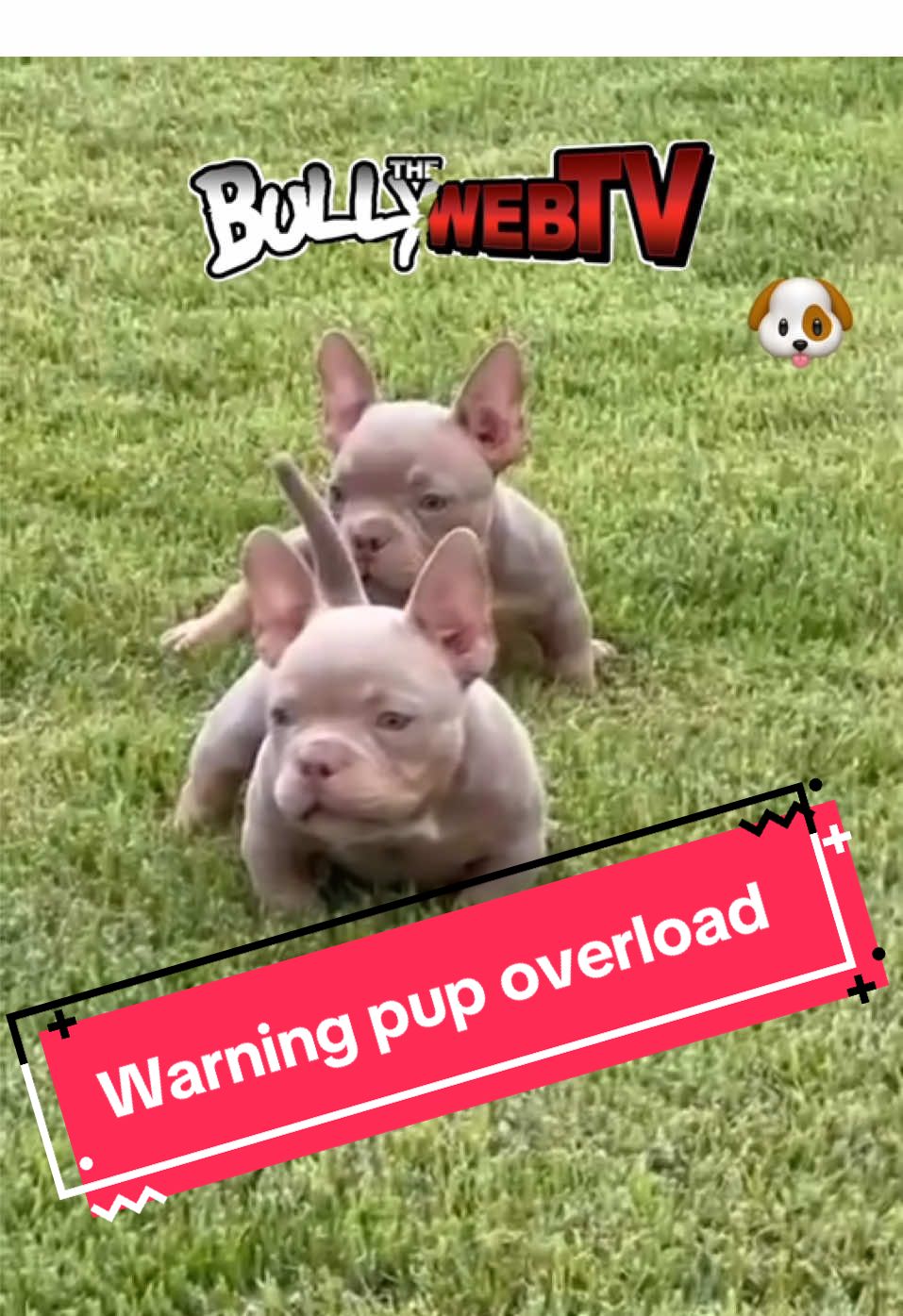 @Official_BullyWebTV