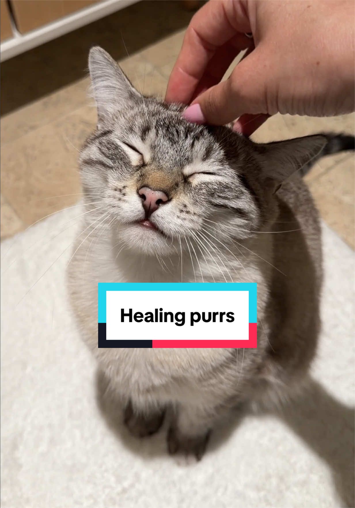 @Mariah | Cat Mom