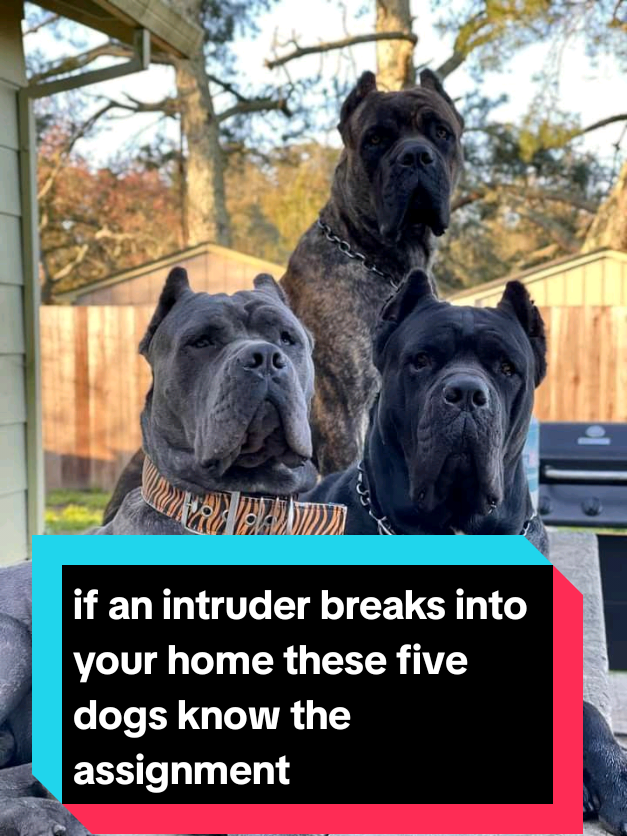 @The pet post