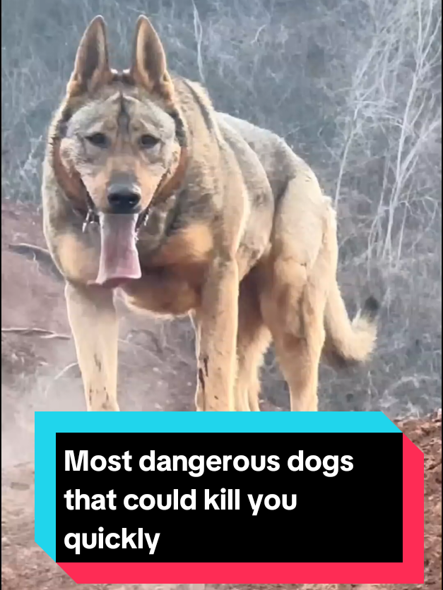 @The pet post