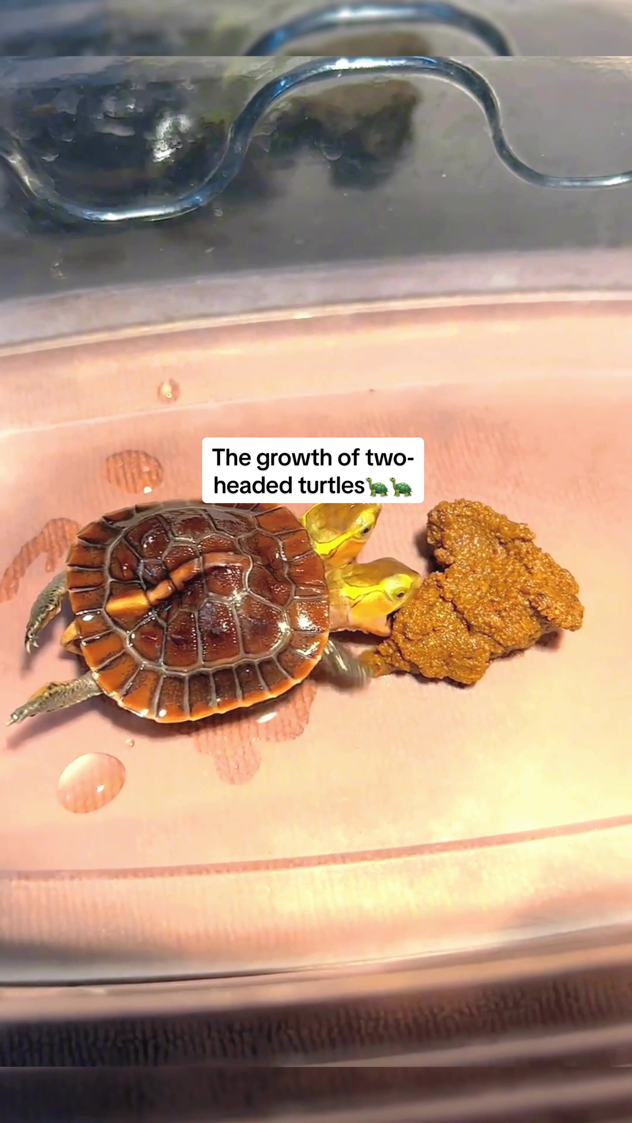 @Mr. Turtle