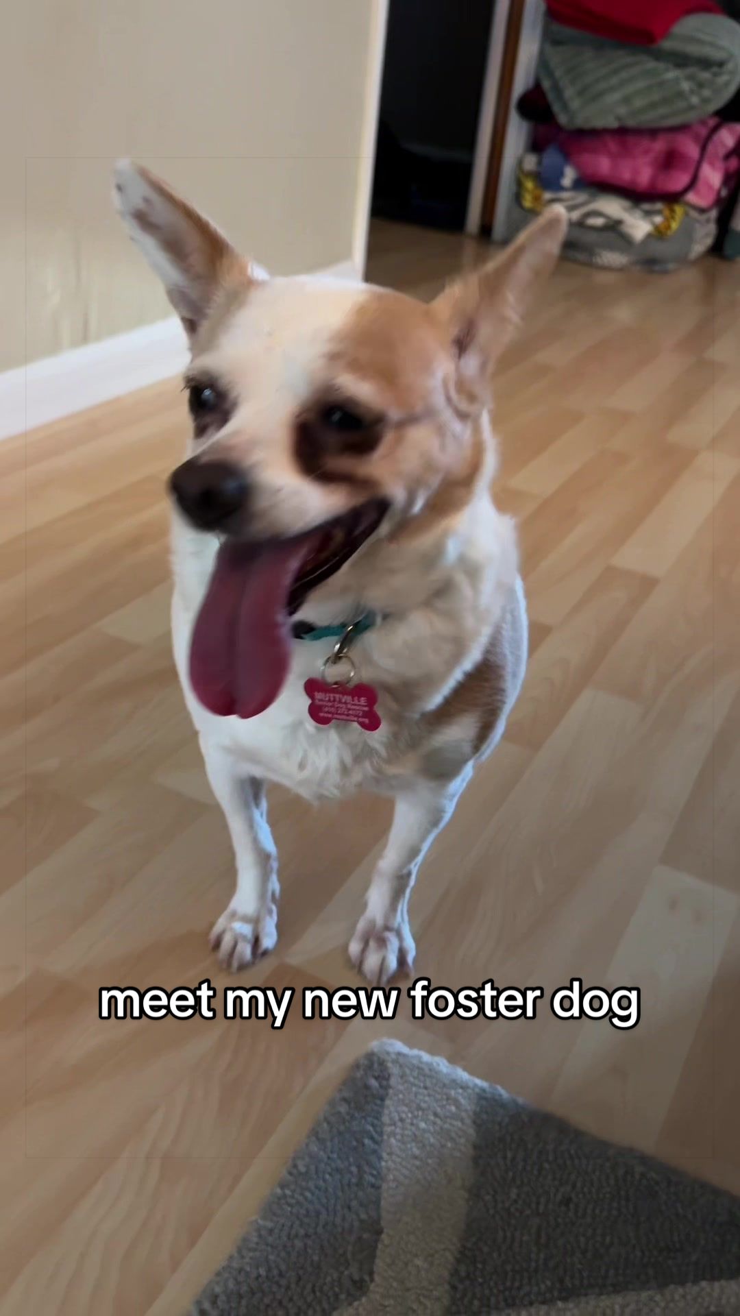 @Lisa fosters senior dogs 🐶