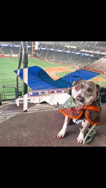 @Oatmeal 🐶🎧AKA Oaty D Luffy👒