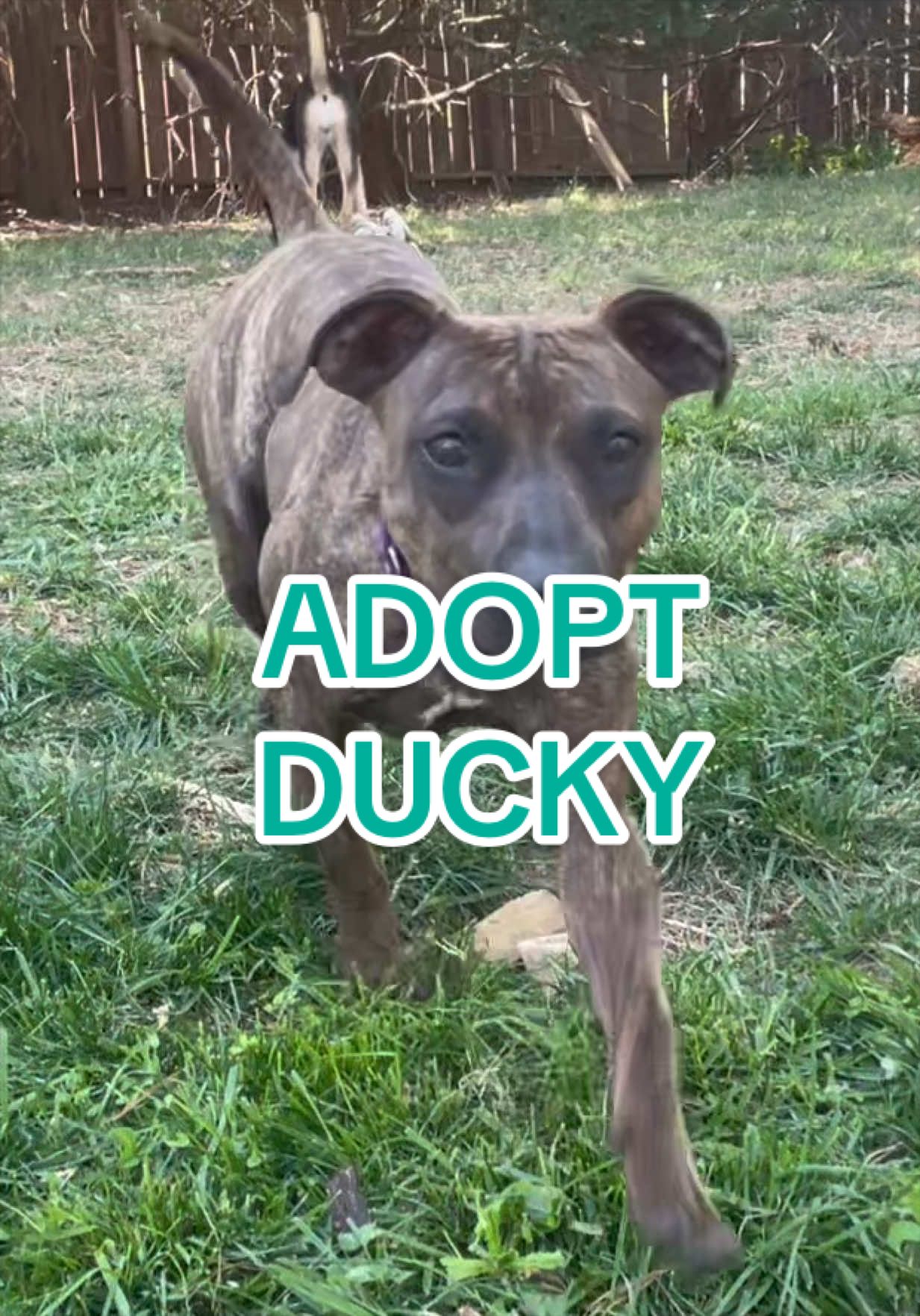 @Adopt a Pet