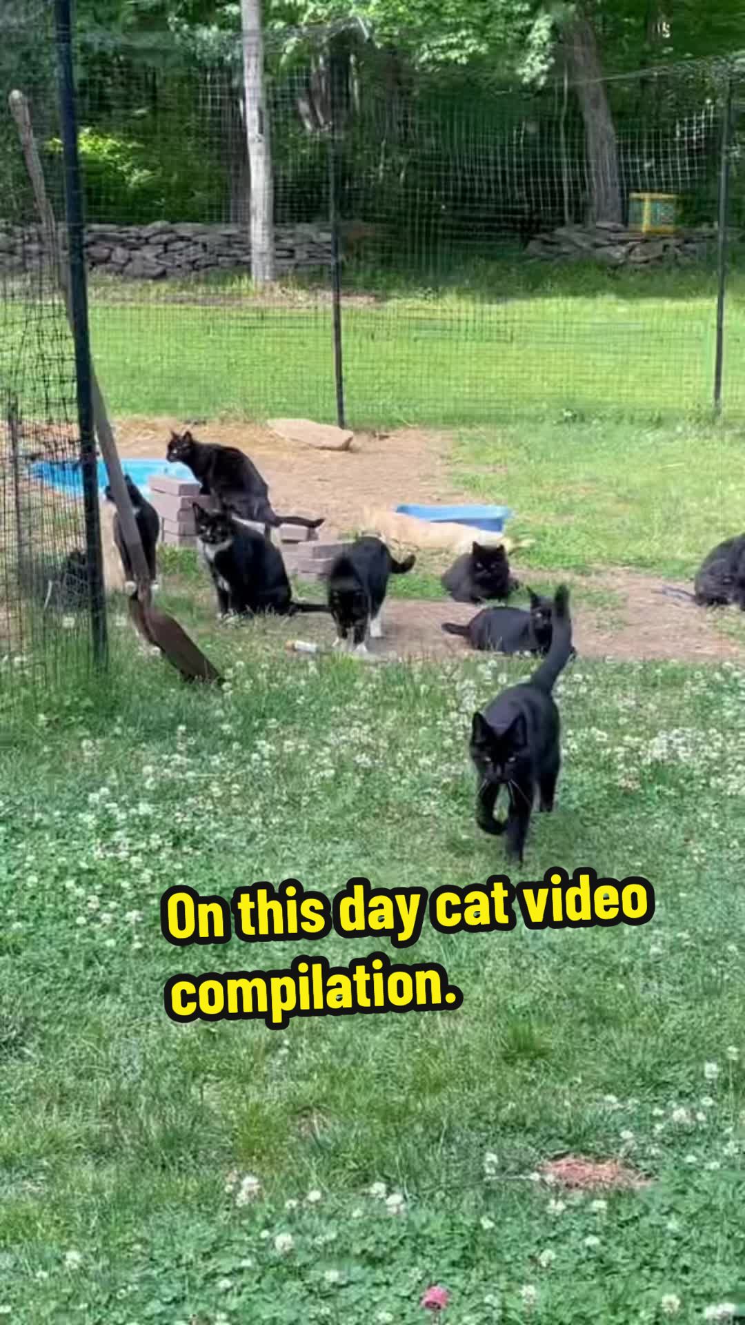 @Are We Home Yet? Cat Sanctuary