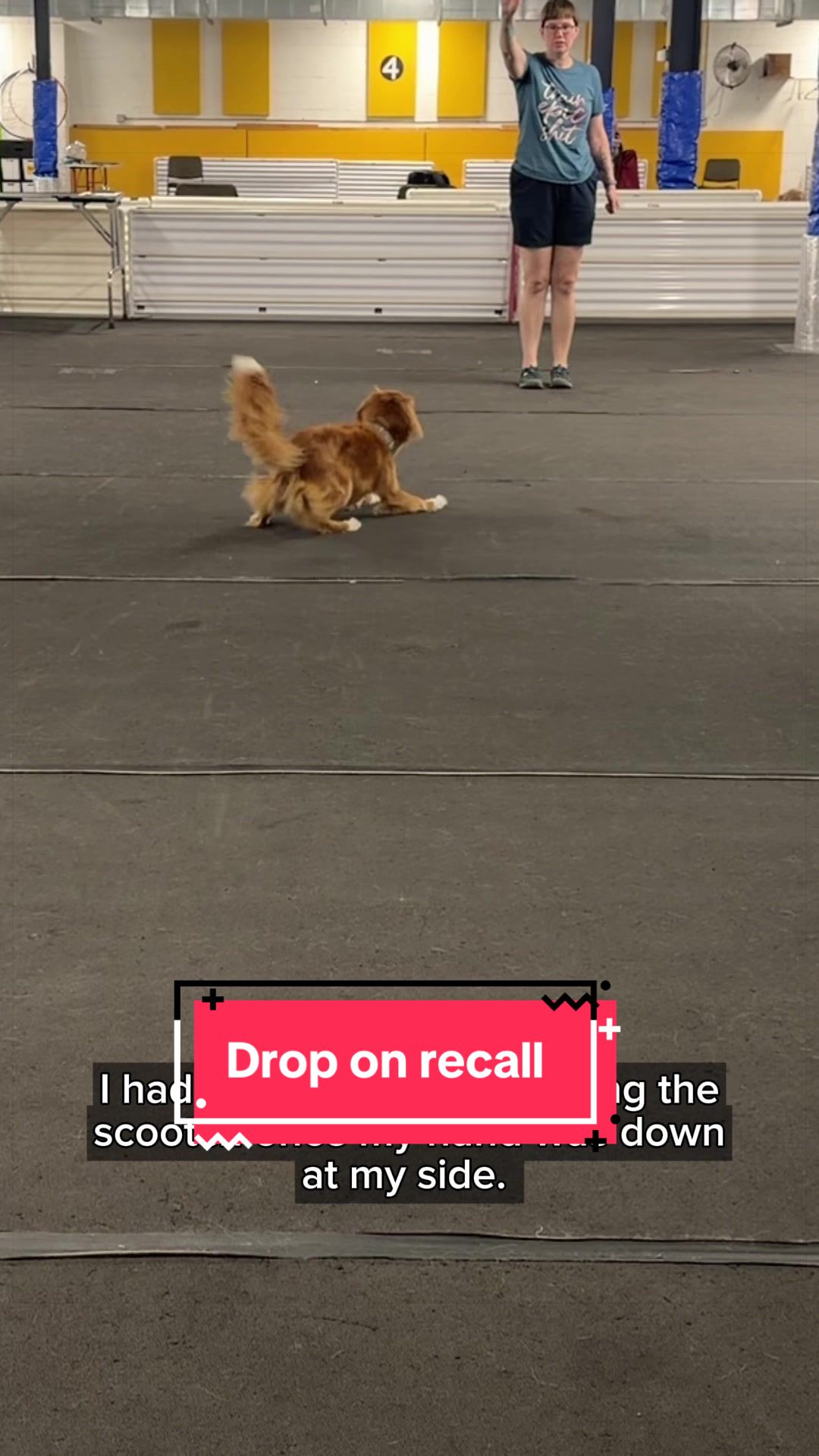 @Laura Waudby - Dog Sports
