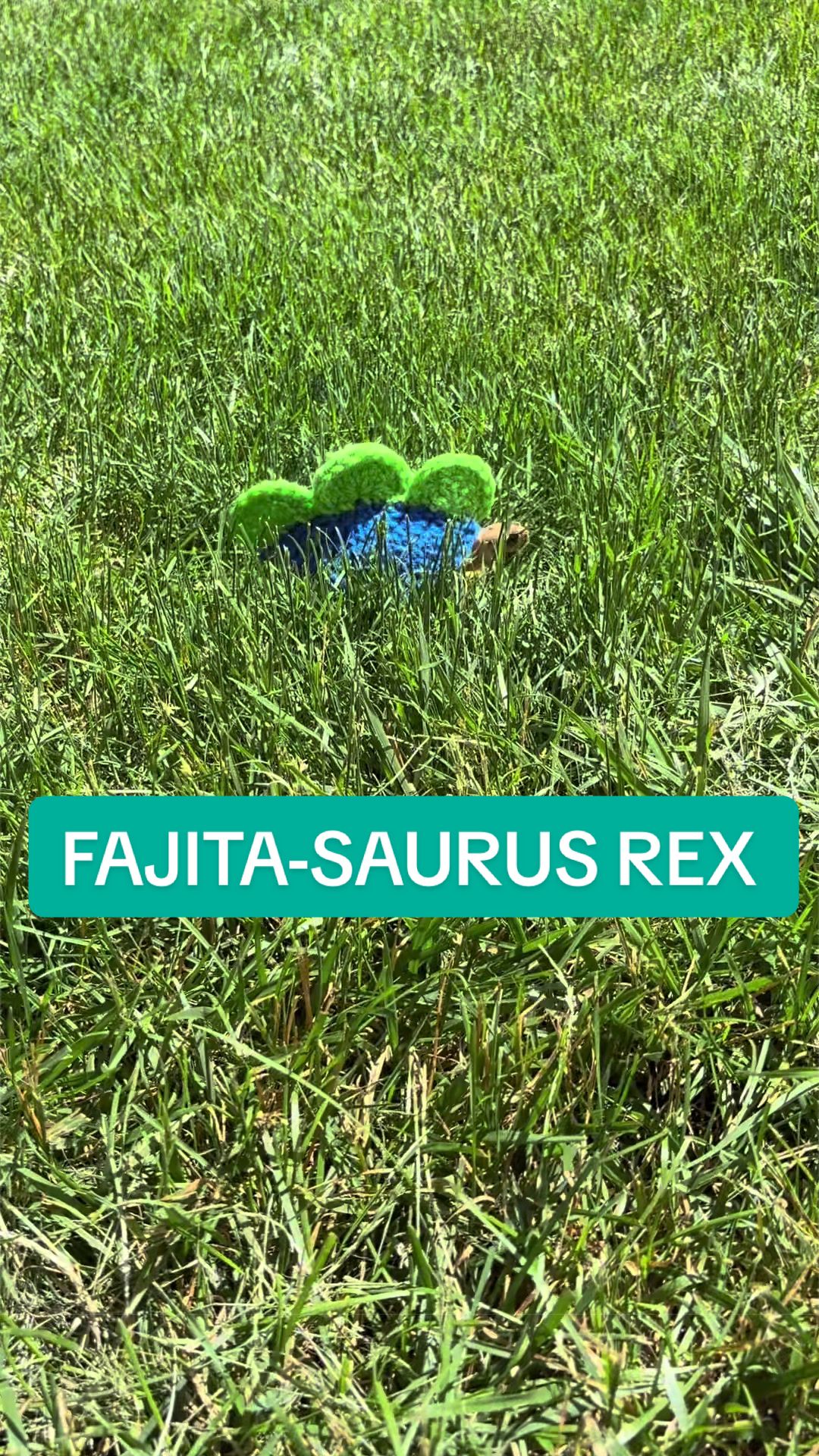 @Fajita 🐢