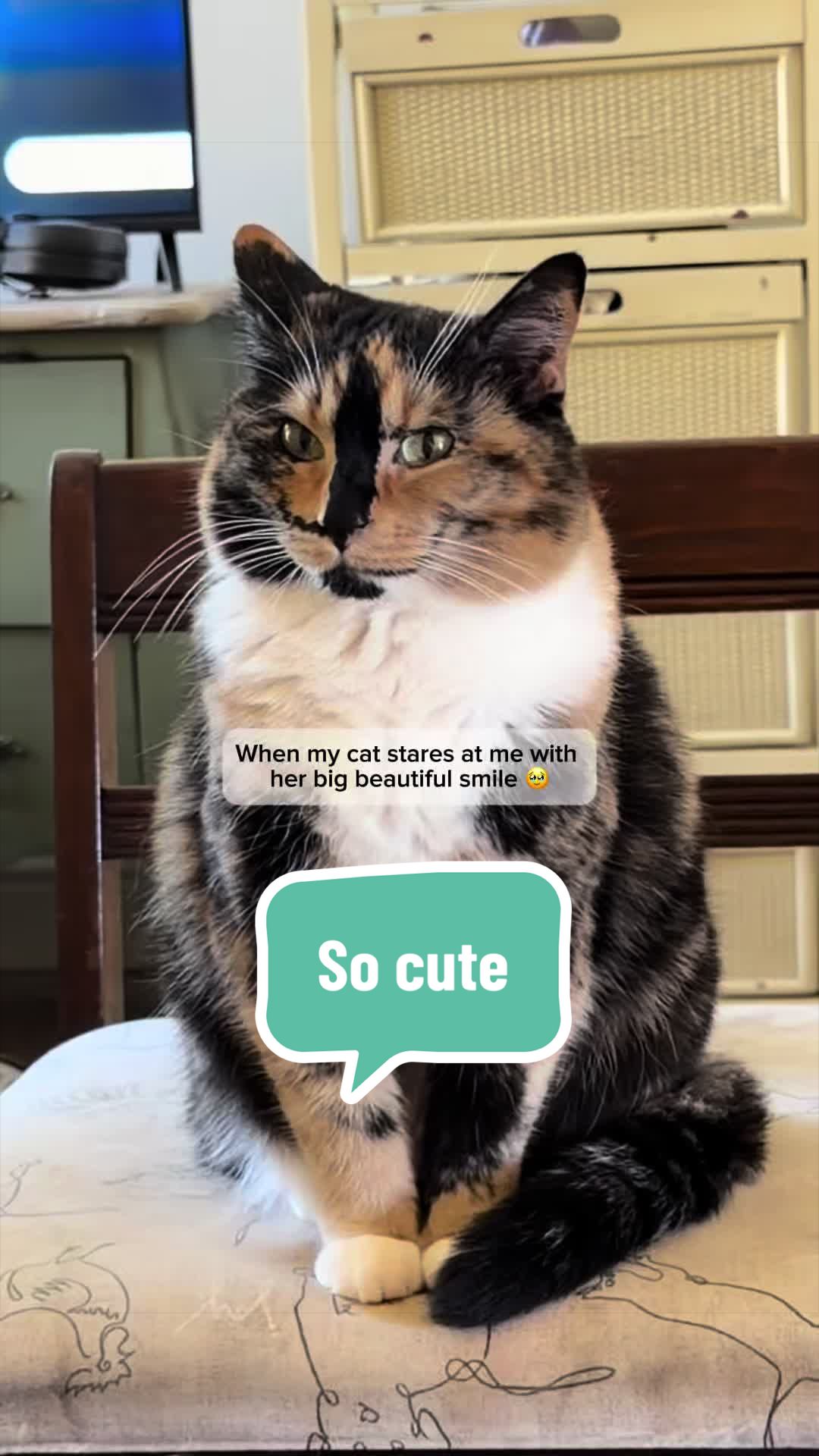 @SnickersTheSmilingCat