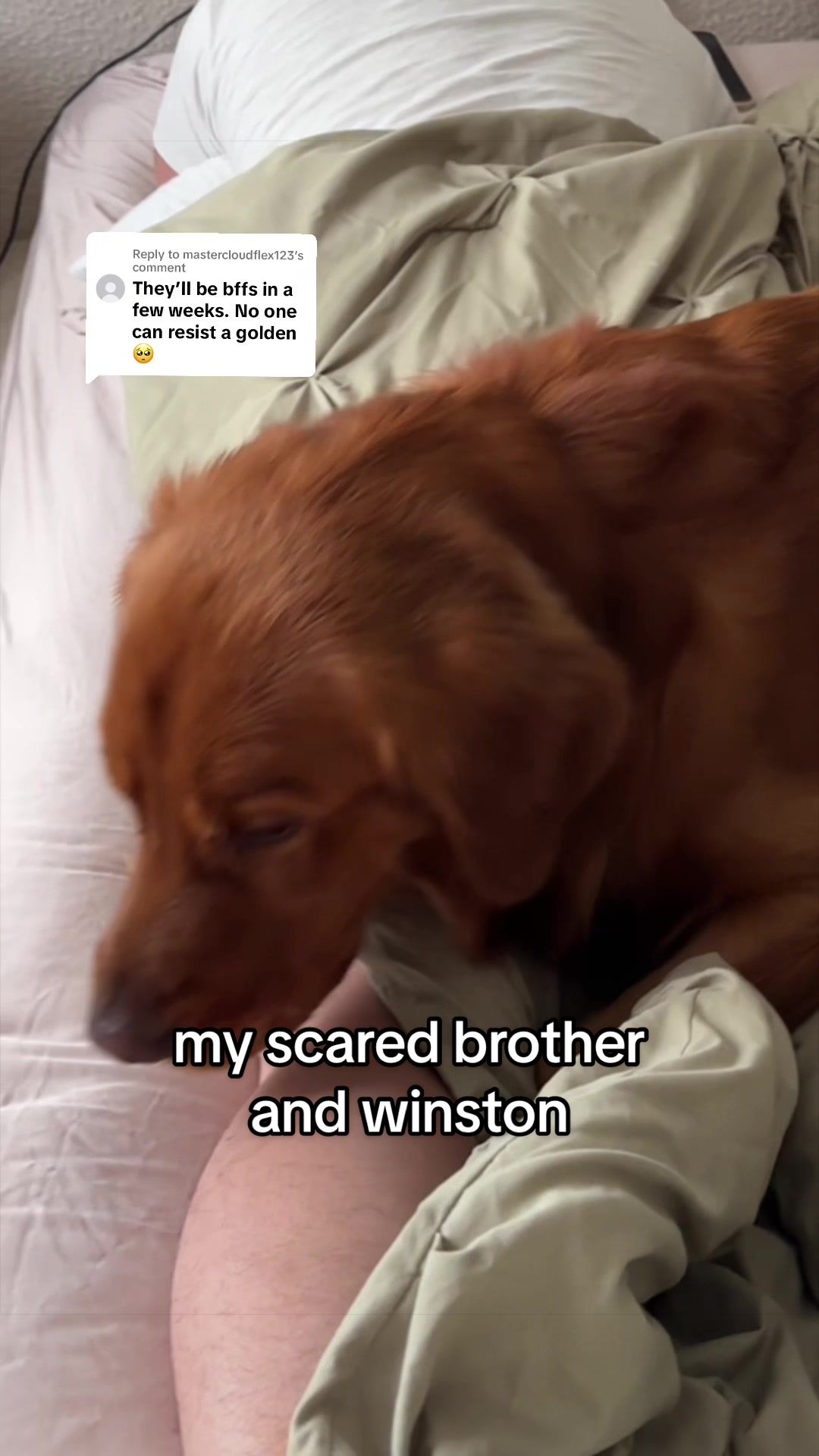@Winston the Golden Pup 🍯