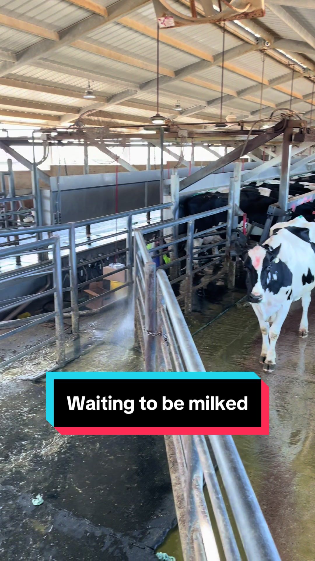@Dairy Vet Dr. Michelle