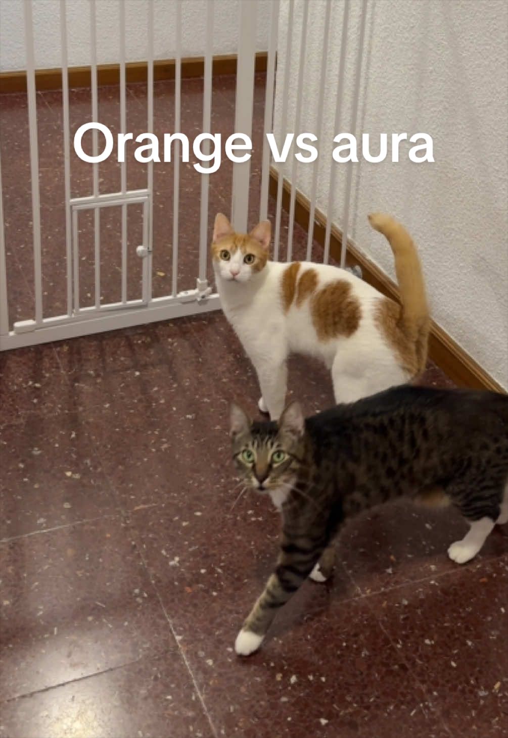 @Jasper & The Orange