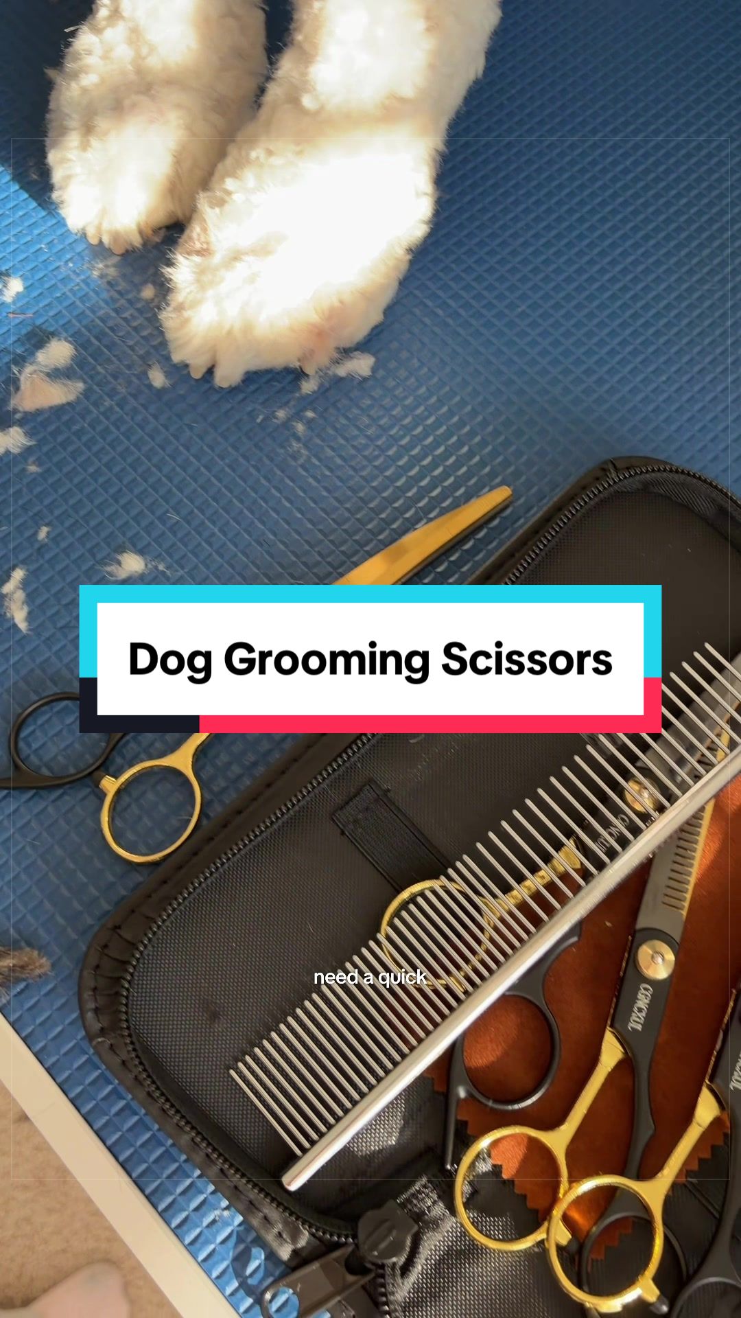 @Archie The Bernedoodle