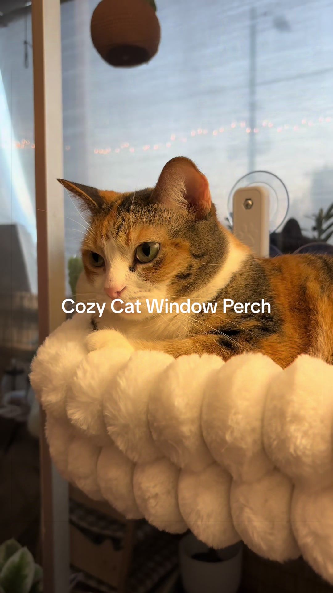 @Meowster_World