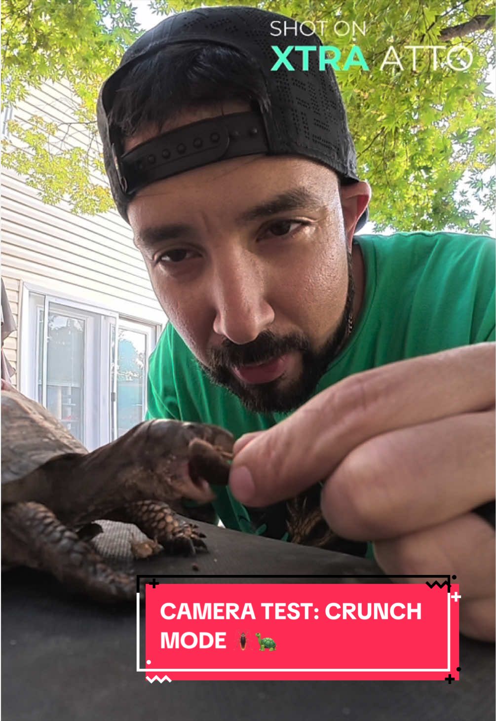 @Eastern Box Turtle