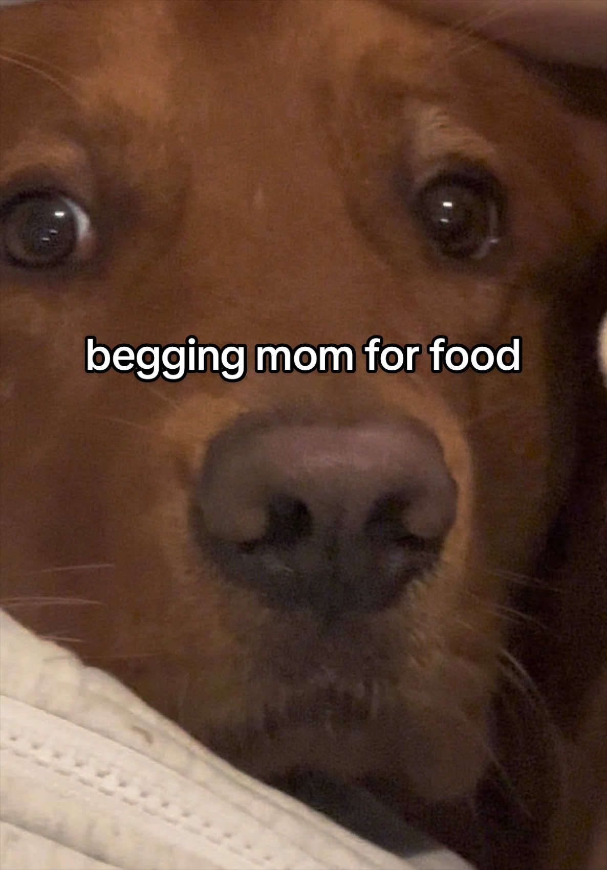 @Winston the Golden Pup 🍯