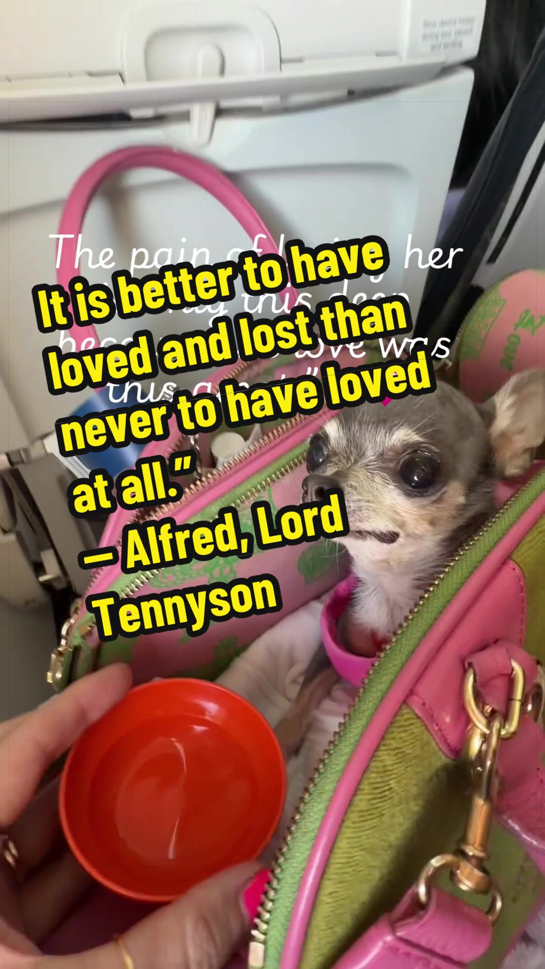 @Tinytiffytheteacupchihuahua