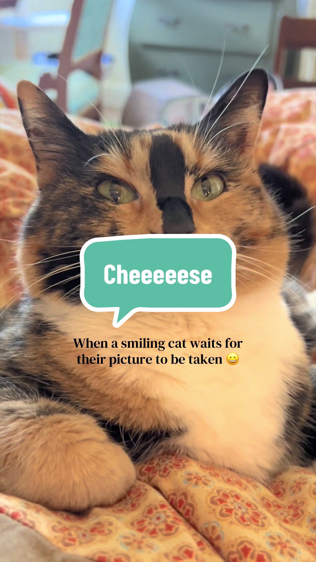 @SnickersTheSmilingCat