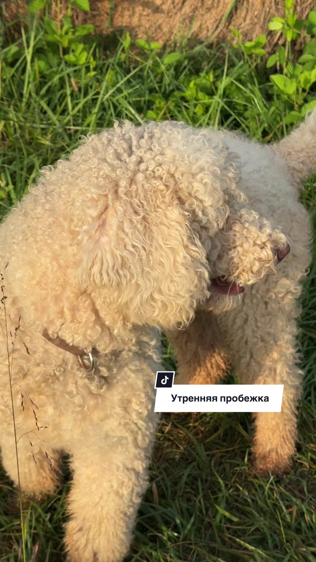 @Инна | Беркут