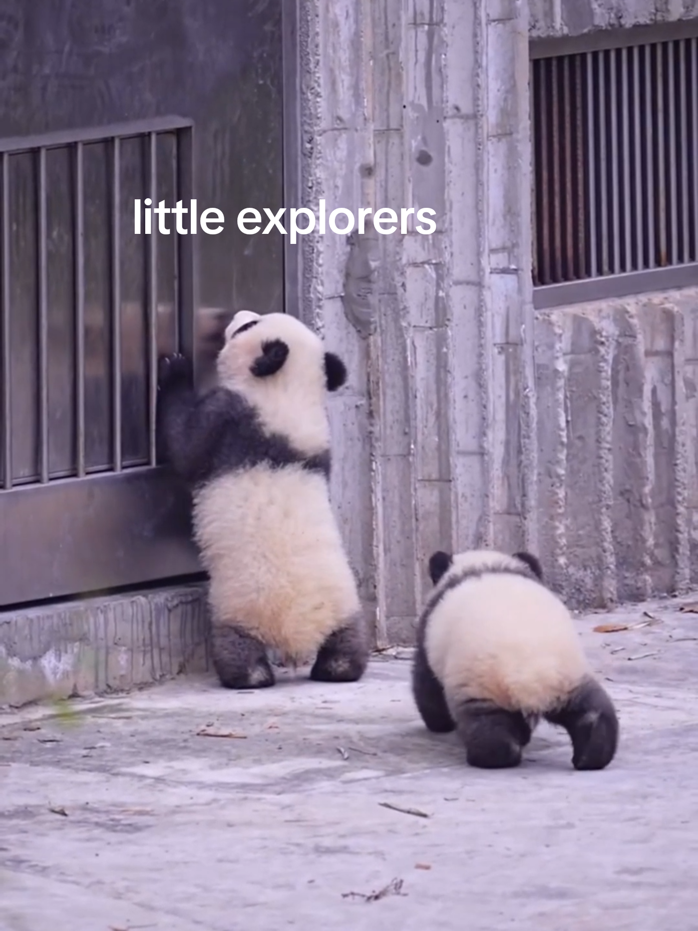 @PandaHut