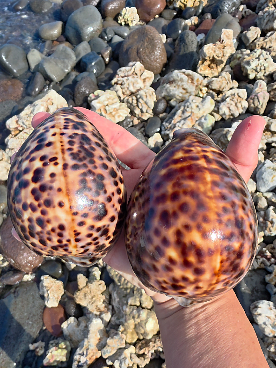 @Noe ๐ Shells