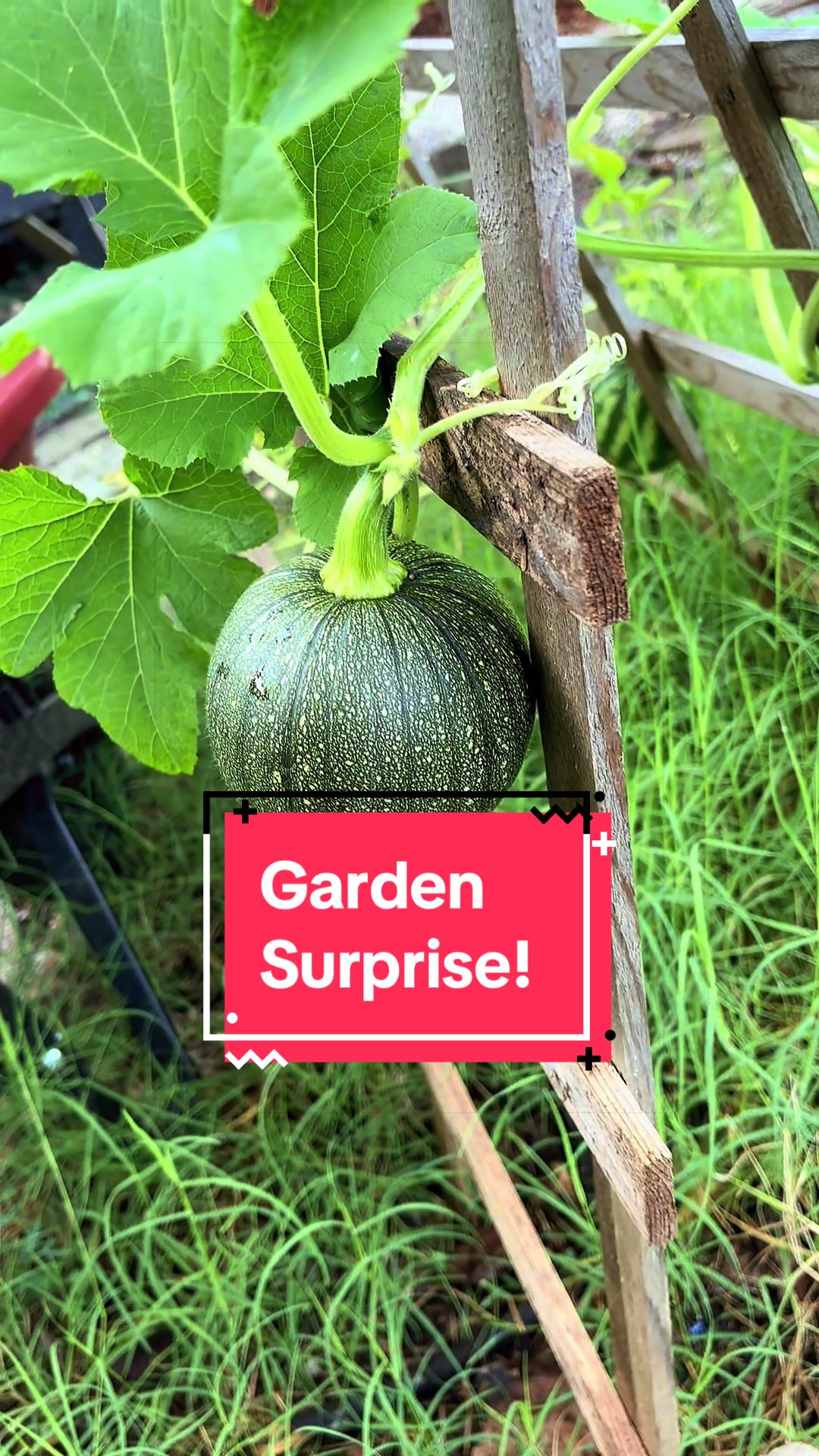 @greengirlgardens