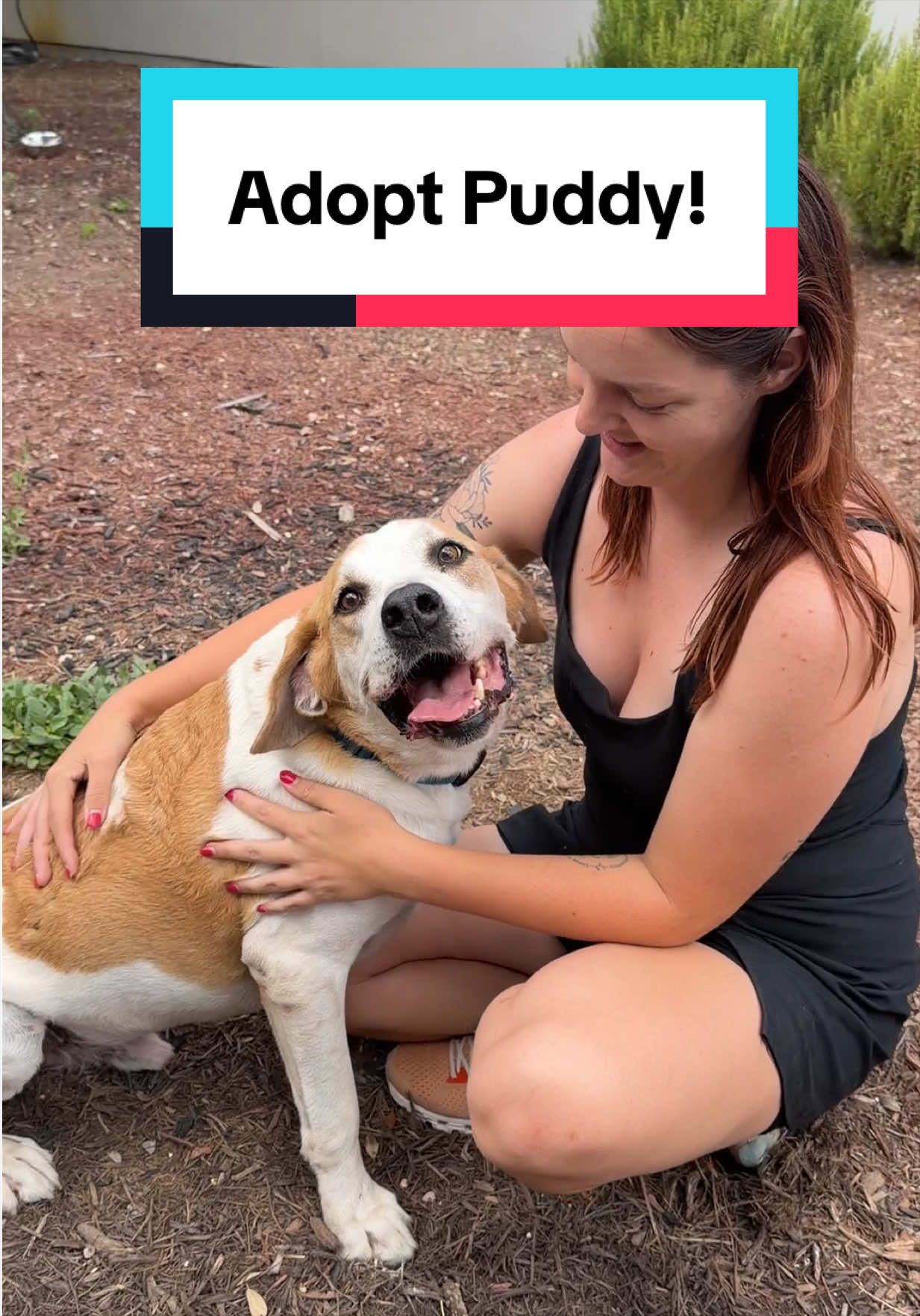 @PAWS Shelter