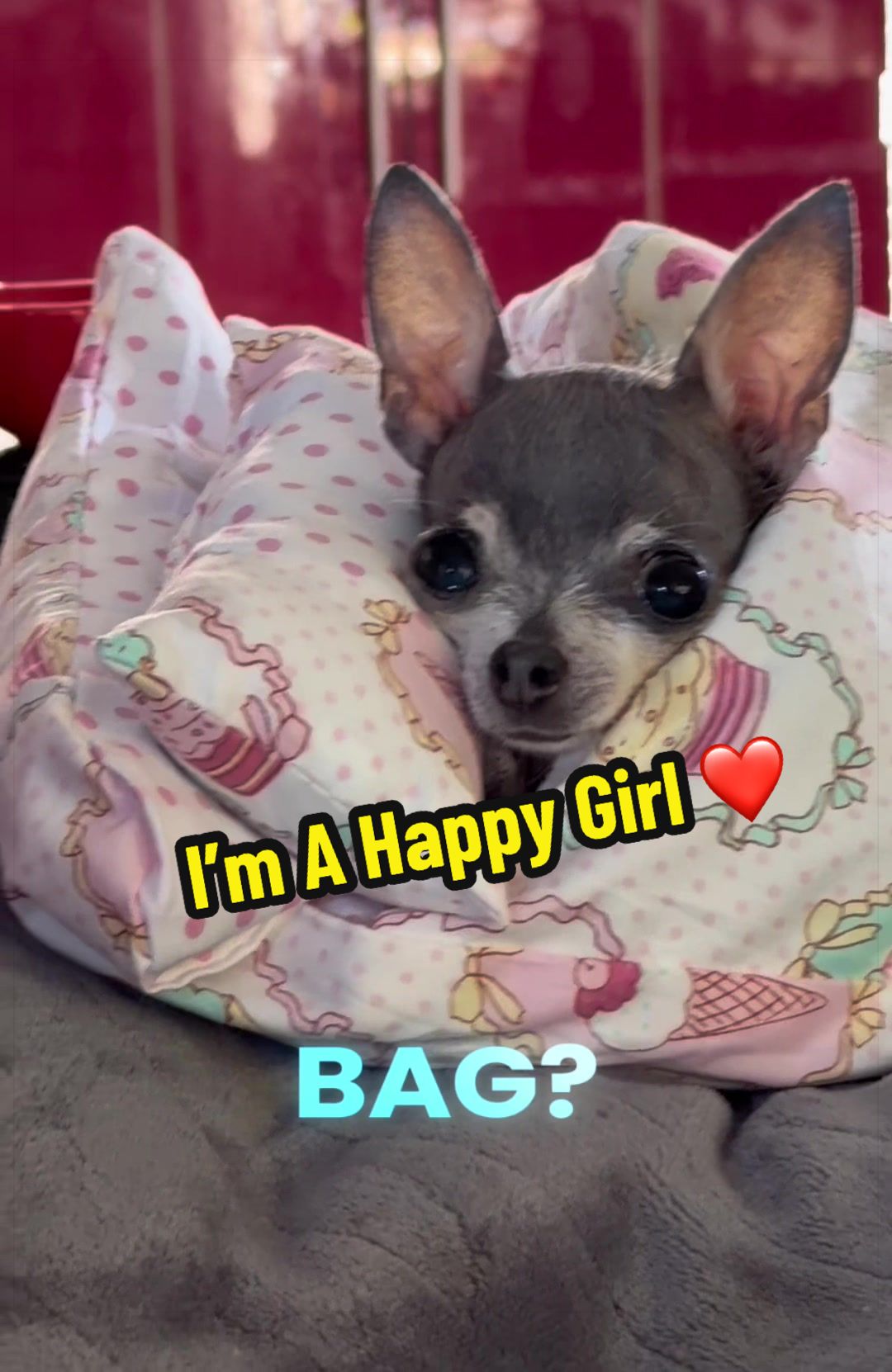 @Tinytiffytheteacupchihuahua